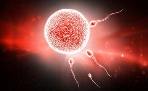 Espermatozoides tentando entrar em ovário. 